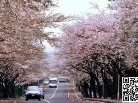 【APT扑克】WPT韩国 | 樱你而来 赴春之约 济州岛游玩攻略之看樱花篇